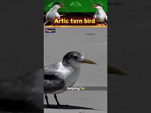 World's Greatest Migrator | Incredible Bird's Documentary on Arctic Tern Bird | Creative Nature