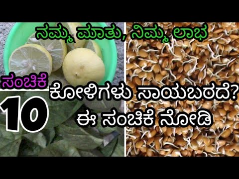 ಕೋಳಿ ಬಂದ 35ನೇ ದಿನ || ಸಂಚಿಕೆ - 10 || Poultry farm day 35 || Episode - 10 ||