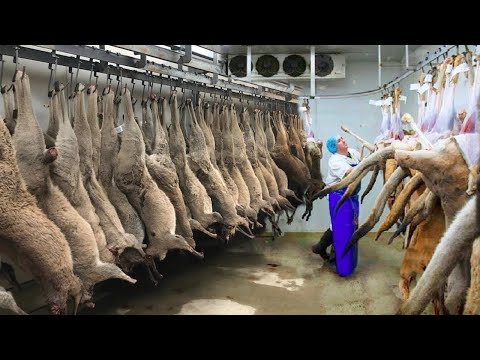 Australian Farmers Harvest Millions of Kangaroos - Factory Processing Kangaroo Meat and Skin