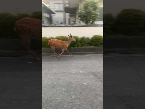 住宅街に馬っぽ鹿いた🦌💕 #shorts #奈良 #奈良県 #奈良公園 #散歩 #鹿 #地元 #田舎 #田舎暮らし #cute #Bambi #鹿