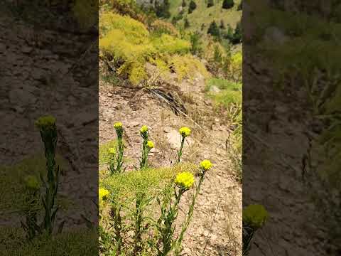 Immortelle flowers in the mountains #plants #nature #herbs #mountains