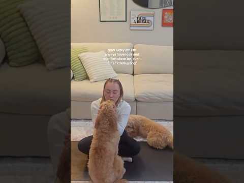 new yoga flow featuring my doodle boys #lifestylechannel #goldendoodle #yogaflow