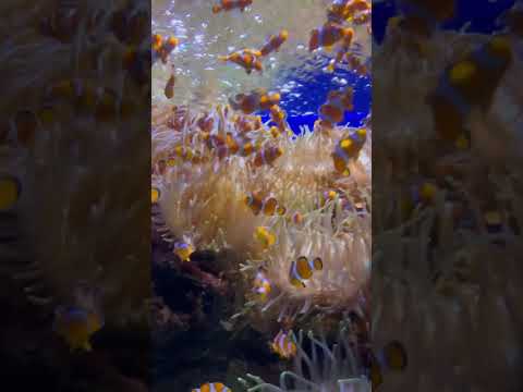 Aquarium Loro Parque | Tenerife 🏝️