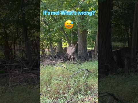 Who got this doe pregnant?  It is me!  What's wrong with this? | Horizons_視野| buck | deer | wildlife