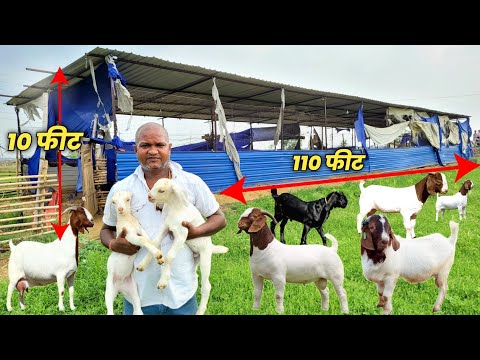 100 बकरियों का फार्म कैसे बनाएं | Goat farm kaise banaye | Goat farm shed design