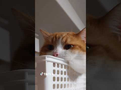 過去最大クラスのおもち。 #TikTok #猫動画 #猫のいる暮らし #shorts @ochamarusan0126