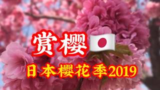 【樱花】日本樱花季2019 樱花Cherry Blossom 日本樱花赏樱