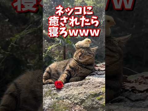 ネッコの動画で癒されたら寝ろｗｗｗ　#2ch #2ch動物スレ #2ch面白いスレ #動物 #犬 #猫 #癒やし #ねこ