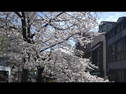 ＃京都＃桜＃花見＃祇園＃高瀬川＃壹銭洋食＃円山公園＃鷺＃僕の好きな風景