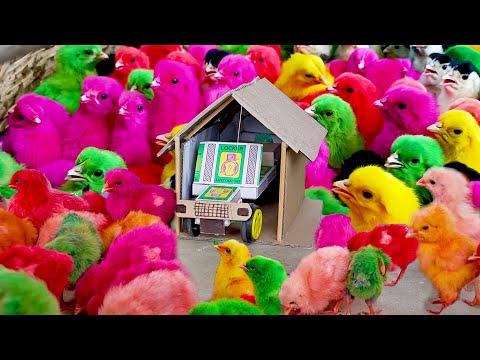 LOVELY MURGI Baby Chicks Vs TRACTOR TROLLEY TOYS Video | Fish Cutting