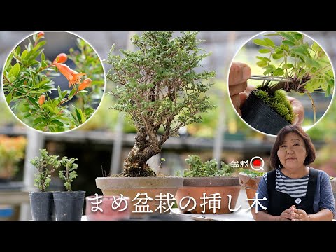 mame bonsai cutting method. [Bonsai Q]