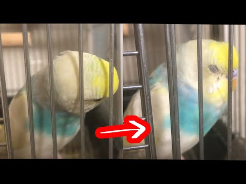 おやすみ💤 考えたけどやっぱり眠い方が勝ったインコ