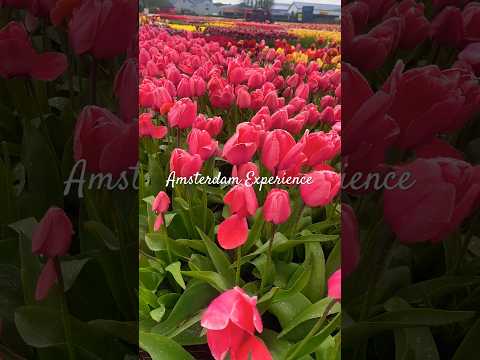 Experience Amsterdam #flowers #tulip #amsterdam #relaxing #nature #travel #trending #travelvlog