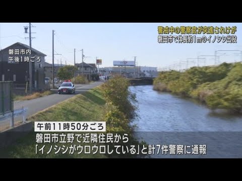 体長１メートルのイノシシが出没　警察官が突進されけが　静岡・磐田市