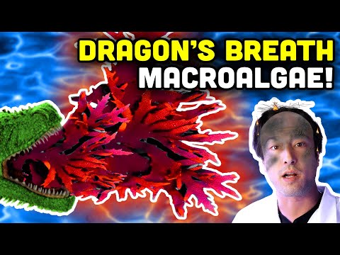 Dragon's Breath Macroalgae! Good for Aquariums, Great for SCIENCE!