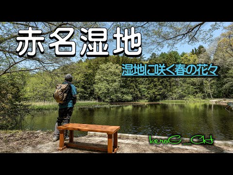 【赤名湿地 Spring wetland flowers】湿地に咲く春の花々