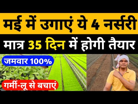 मई में उगाये ये चार फसलों की नर्सरी मात्र 35 दिन में होगी तैयार।Grow Nursery From Seed।नर्सरी