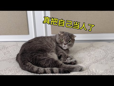 真把自己当人了#猫的世界#折耳猫