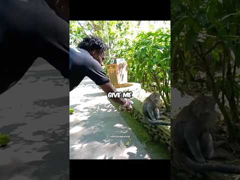 Speed gets jumped by a Monkey 🤣