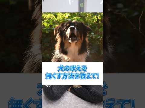 犬を吠えなくするしつけの方法 #犬