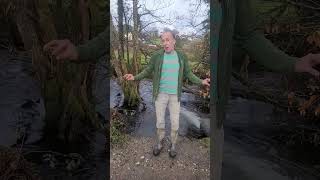 Alder tree in the river #nativetrees nat#permaculture #nature #adventure #explore #woodland #rivers