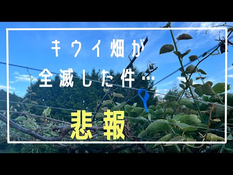 キウイ畑（レインボーレッド）かいよう病によって全滅した件