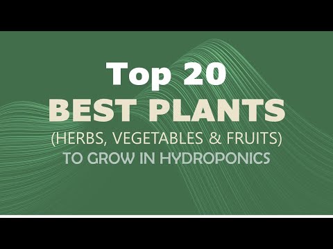 TOP 20; BEST PLANTS (HERBS, VEGETABLES, & FRUITS) TO GROW IN HYDROPHONICS