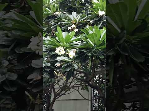 Vlog #1058 White  Kalachuchi / Plumeria