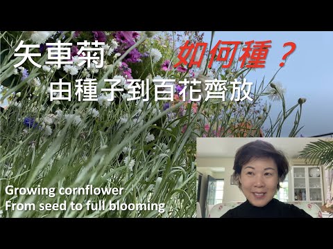 ｛種花篇 Gardening｝- 矢車菊怎樣種 How to grow cornflowers - 由種子到百花齊放 From seed to full bloom - 種子分享