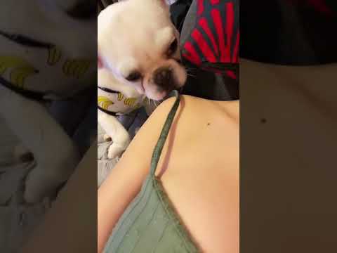 TikTok 舐め犬とはこのことか