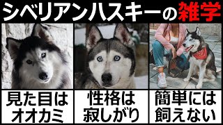 【シベリアンハスキー】オオカミのような犬シベリアンハスキー