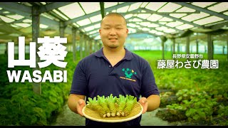 長野県安曇野市 藤屋わさび農園 - Fujiya Wasabi Farm in 4K