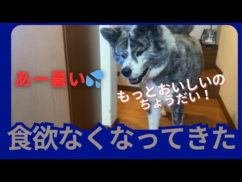 【Akita Dog】秋田犬　またこの季節がやってきた？食欲減退期