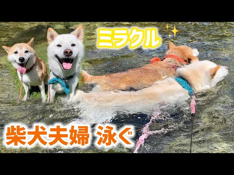 【超レア】柴犬夫婦泳ぐ！泳ぎが苦手な柴犬夫婦にミラクル起きた！