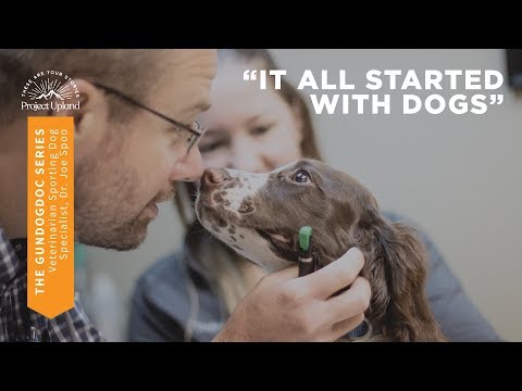 Sporting Dog Veterinarian Specialist Dr Joe Spoo - Hunting Dog Care and First Aid Series