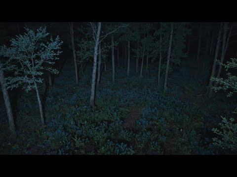 7 Disturbing Deep Woods Horror Stories | Scary Deep Woods Stories | Scary Stories | With Rain Sounds