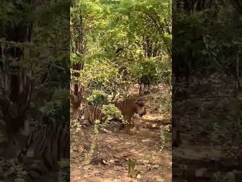 Jungle Safari #vloging #youtuber #youtube #ranthambore #shortvideo #jungle #safari #tiger #rajesthan