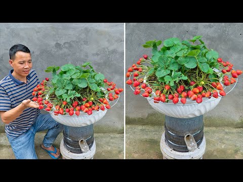 Growing Strawberries Without Watering, Double the Productivity and Continuously Harvest