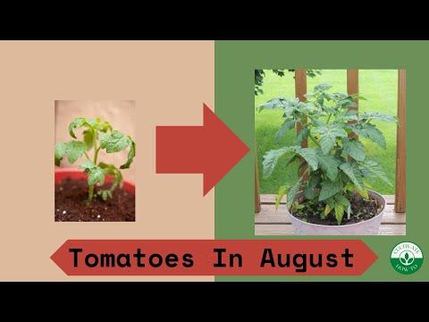 August Tomato Timelapse