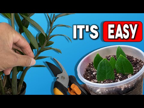 6 Houseplant Propagated and Rescued You Have To See