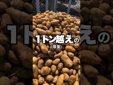 【ポテト好きにみてほしい🥔】1トン越え‼︎滅多に見られへん北海道で体験した貴重な映像#shorts