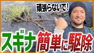 【スギナを撃退！】薬剤はつかいません！地下茎雑草を駆除する方法！！