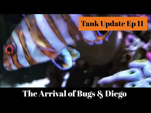 The Arrival of Bugs & Diego - Tank Update 11