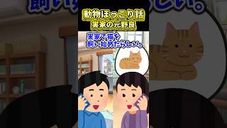 【2ch動物スレ】実家の元野良