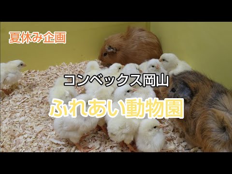 コンベックス岡山 ふれあい動物園 #岡山