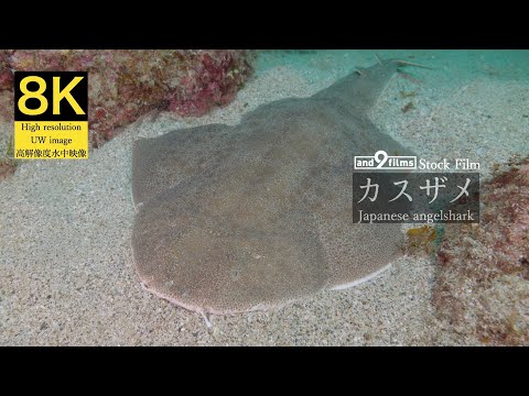 【8K 水中映像】カスザメ/ Japanese angelshark / Squatina japonica