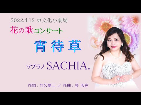 宵待草　ソプラノ歌手 SACHIA ソプラノsachia