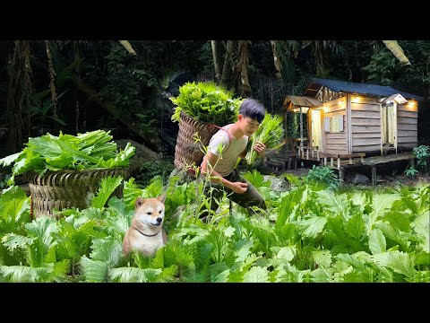 2 Year Alone in the Forest,Gardening & Harvesting Vegetables for Sale, Living with puppies.Off Grid