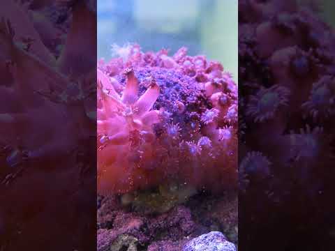 Feeding an ORA aquacultured Goniopora #aquarium #reefaquarium #waterboxaquariums #fishtank