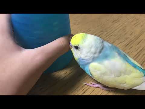 だんだん興味津々になるインコ